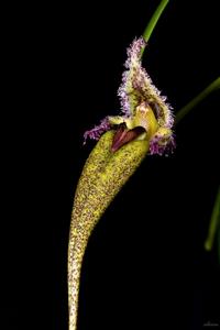 Bulbophyllum romyi