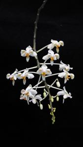 Phalaenopsis celebensis