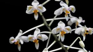 Phalaenopsis celebensis