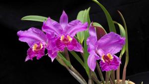 Cattleya lueddemanniana