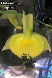 Catasetum spitzii