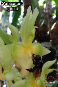 Catasetum spitzii