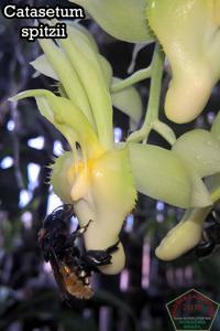 Catasetum spitzii