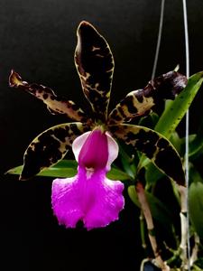 Cattleya aclandiae