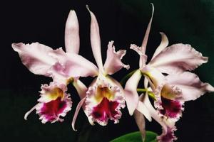 Cattleya labiata