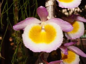 Dendrobium polyanthum