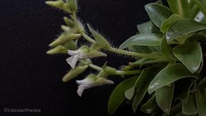 Lankesterella ceracifolia