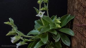 Lankesterella ceracifolia