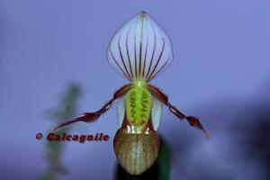 Paphiopedilum canhii