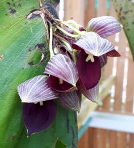 Pleurothallis teaguei