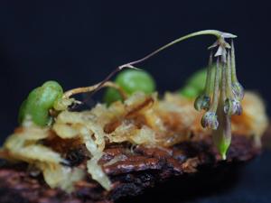 Bulbophyllum physometrum