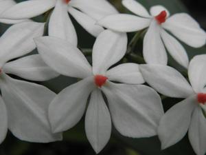 Aerangis luteoalba var. rhodosticta