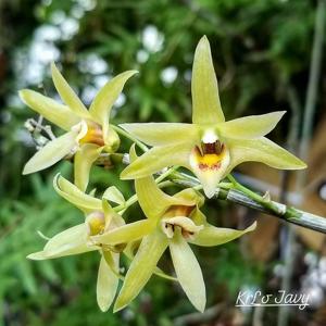 Dendrobium officinale