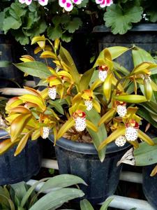 Cymbidium tigrinum