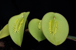 Acianthera pectinata