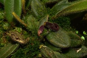 Dresslerella hispida