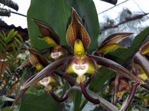 Catasetum saccatum