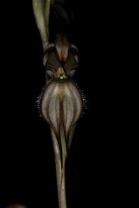 Pterostylis biseta