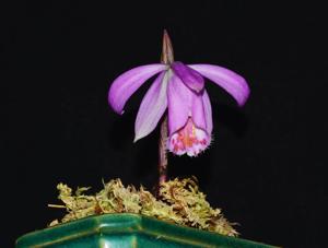 Pleione pleionoides