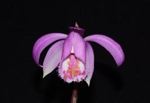 Pleione pleionoides