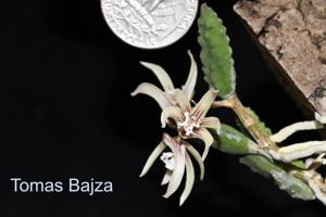 Dendrobium cucumerinum