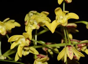 Dendrobium gracilicaule