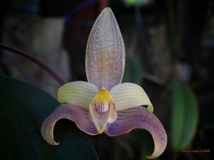 Bulbophyllum lobbii subsp. siamense