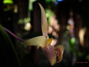 Bulbophyllum lobbii subsp. siamense