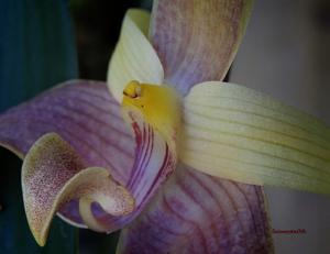 Bulbophyllum lobbii subsp. siamense