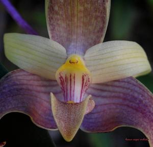 Bulbophyllum lobbii subsp. siamense