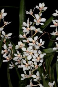 Sarcochilus hartmannii