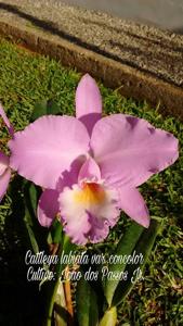 Cattleya labiata