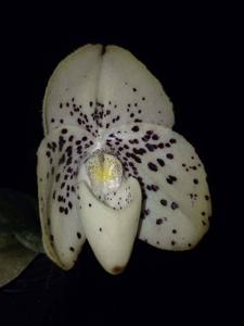 Paphiopedilum wenshanense