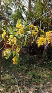 Dendrobium braianense