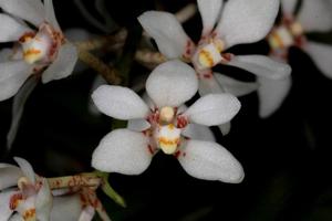 Sarcochilus hartmannii