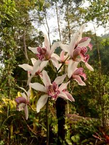 Cymbidium seidenfadenii