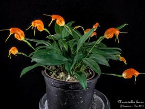 Masdevallia limax