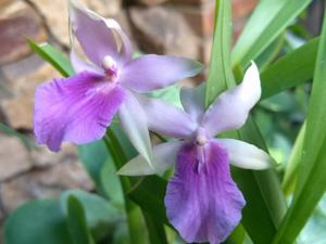 Miltonia regnellii