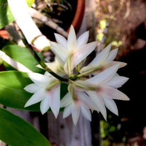 Dendrobium amethystoglossum