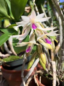 Dendrobium amethystoglossum