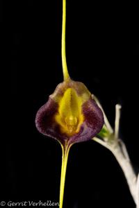 Masdevallia echo