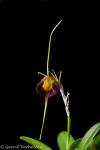 Masdevallia echo