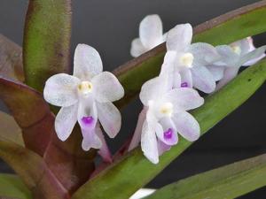 Cleisocentron malipoense