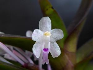 Cleisocentron malipoense