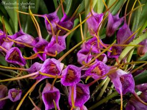 Masdevallia glandulosa