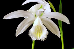 Pleione formosana