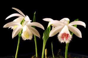 Pleione formosana