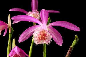 Pleione formosana