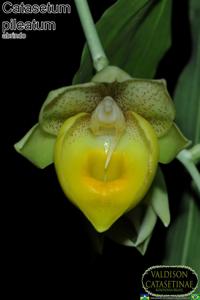 Catasetum pileatum