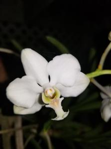 Vanda javierae